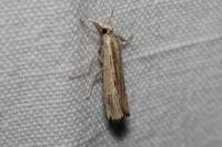 Agriphila straminella