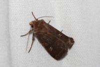 Xestia xanthographa