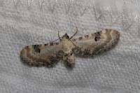 Eupithecia centaureata