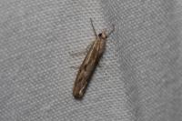 Agriphila geniculea