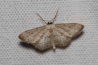 Idaea seriata
