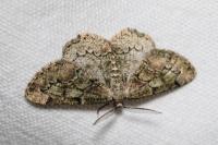 Cleorodes lichenaria
