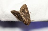 Thalpophila matura