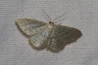 Idaea subsericeata