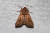 Mythimna albipuncta