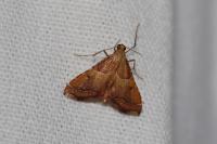 Endotricha flammealis