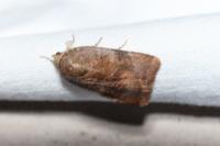 Noctua janthe/janthina