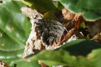 Cacyreus marshalli