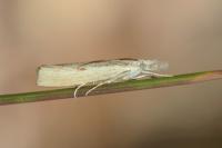 Agriphila geniculea