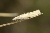 Agriphila inquinatella