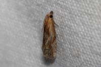 Eucosma