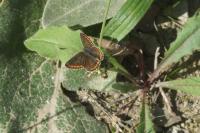 Polyommatus icarus