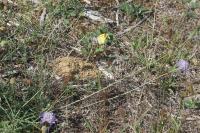 Colias crocea