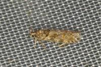 Teleiopsis diffinis