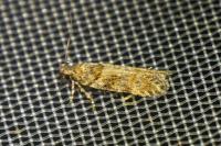 Teleiopsis diffinis