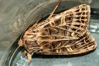 Tholera decimalis