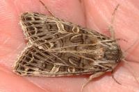 Tholera decimalis