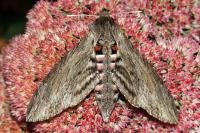 Agrius convolvuli