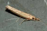 Agriphila inquinatella