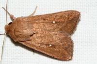 Mythimna albipuncta