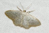 Idaea subsericeata