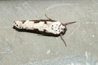 Ethmia bipunctella