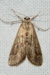 Parapoynx stratiotata