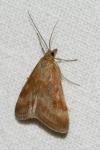 Pyrausta despicata