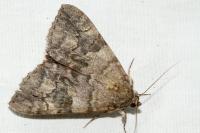 Catocala nupta