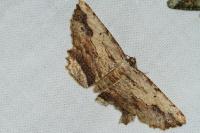 Menophra abruptaria