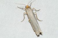 Eilema caniola