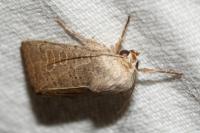 Hoplodrina ambigua