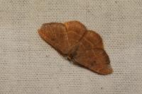 Watsonalla binaria
