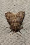 Cymatophorina diluta