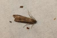 Nomophila noctuella