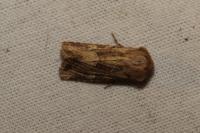 Luperina dumerilii