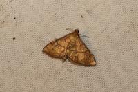 Anania verbascalis