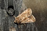 Thalpophila matura