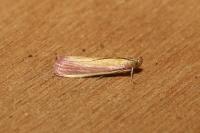 Oncocera semirubella