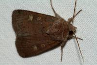 Xestia xanthographa