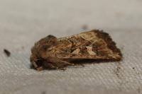 Luperina dumerilii