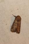 Luperina testacea