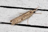 Agriphila geniculea