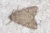 Anarta trifolii