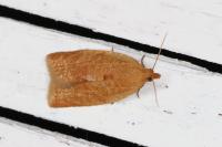 Clepsis consimilana