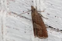 Dichrorampha simpliciana