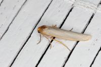 Eilema caniola