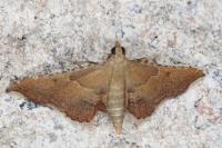 Endotricha flammealis