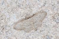 Idaea seriata