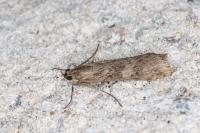 Nomophila noctuella